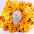 calendula mask 110b