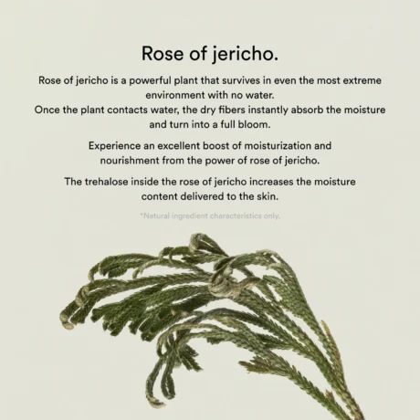 collagen gel mask jericho rose9